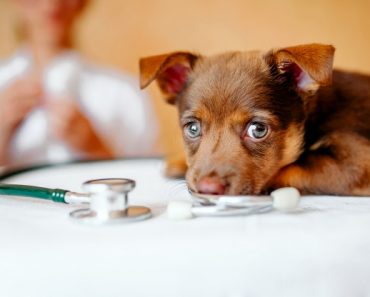 Une assurance pour chien couvre-t-elle les soins dentaires ?