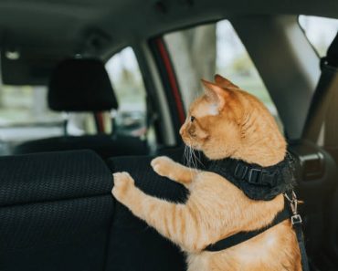 Comment bien voyager en voiture avec son chat ?